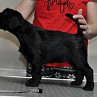 Black Schnauzer puppies